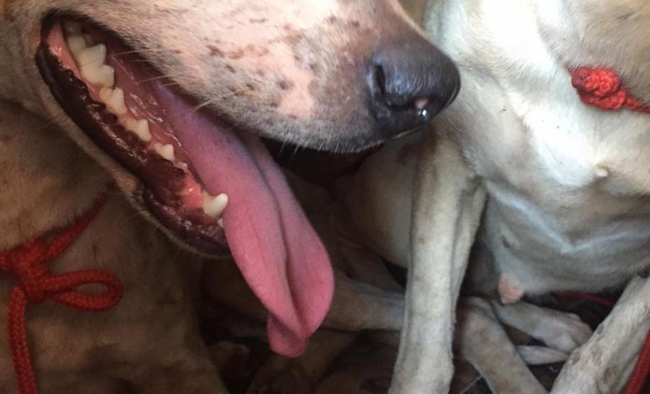 BPAmb-FV apreende diversas armas de fogo e resgata cães ao prender cinco homens em Cruzeiro do Oeste (PR)