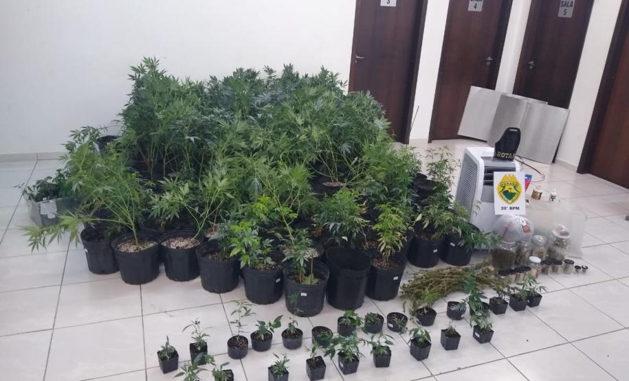 Na capital do estado, 243 pés de maconha são apreendidos por policiais militares do 20º Batalhão