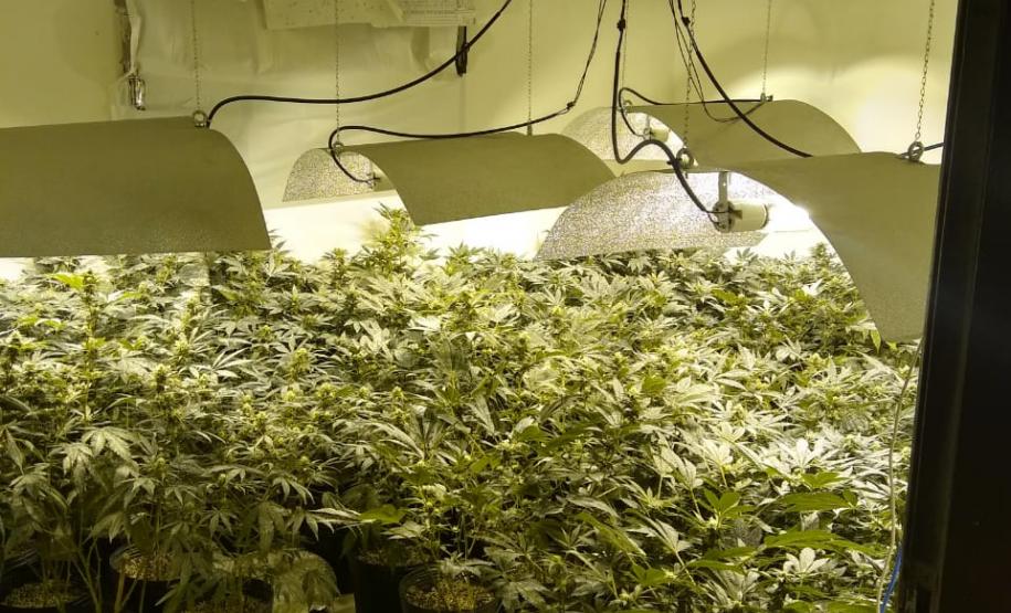 Na capital do estado, 243 pés de maconha são apreendidos por policiais militares do 20º Batalhão