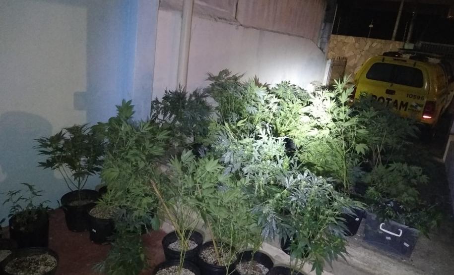 Na capital do estado, 243 pés de maconha são apreendidos por policiais militares do 20º Batalhão