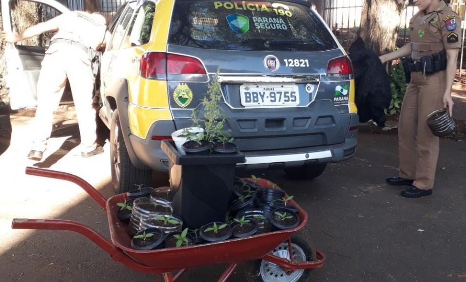 35 pés de maconha são apreendidas pela PM em Campo Mourão, no Centro Oeste do estado