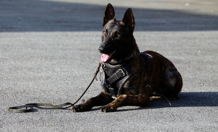 Curitiba, 04 de julho de 2019. RIC Grava no Canil e Entrevista Sd. Chuede.