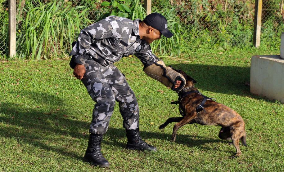Curitiba, 04 de julho de 2019. RIC Grava no Canil e Entrevista Sd. Chuede.