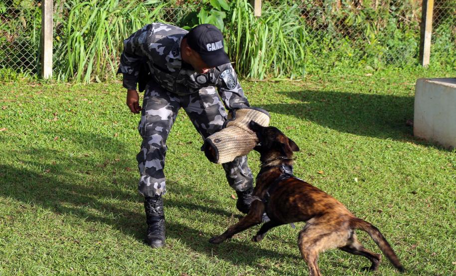 Curitiba, 04 de julho de 2019. RIC Grava no Canil e Entrevista Sd. Chuede.