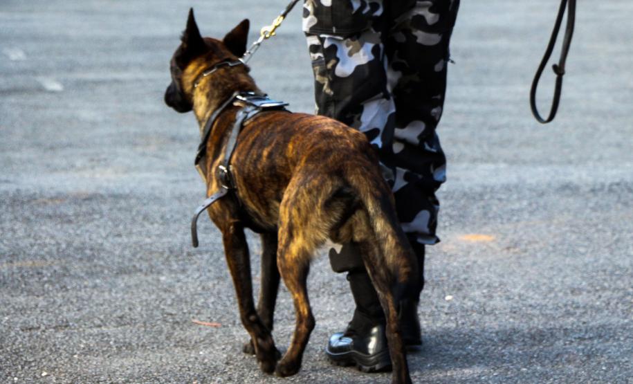Curitiba, 04 de julho de 2019. RIC Grava no Canil e Entrevista Sd. Chuede.