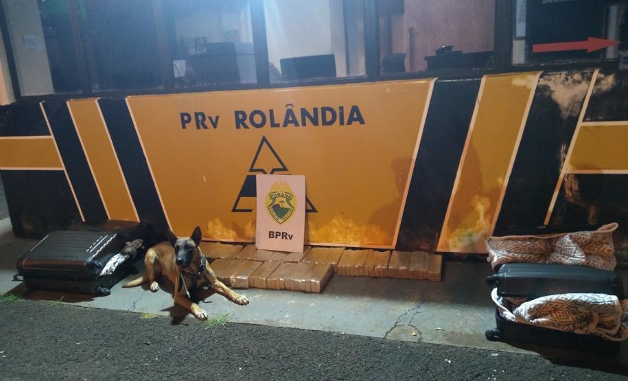 Canil do BPRv apreende mais de 55 quilos de maconha em bagageiro de ônibus em Londrina (PR); dois homens são presos