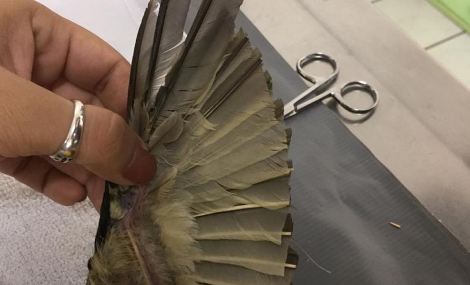 Pássaro debilitado é resgatado pelo BPAmb-FV, passa por tratamento e se torna novo membro do Parque das Aves em Foz do Iguaçu