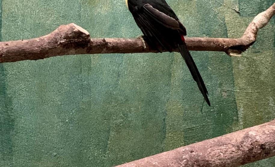 Pássaro debilitado é resgatado pelo BPAmb-FV, passa por tratamento e se torna novo membro do Parque das Aves em Foz do Iguaçu