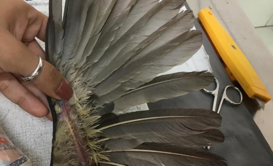 Pássaro debilitado é resgatado pelo BPAmb-FV, passa por tratamento e se torna novo membro do Parque das Aves em Foz do Iguaçu