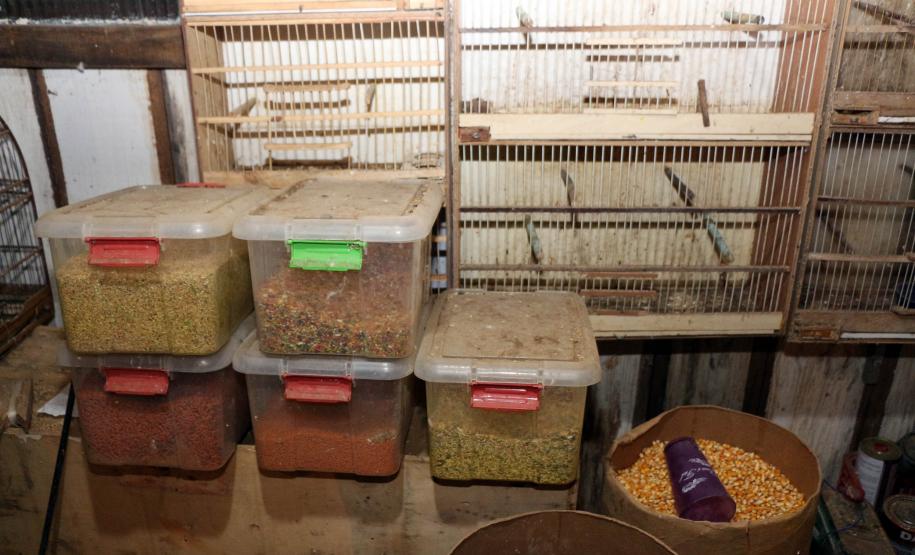 Curitiba, 23 de julho de 2019. BPAmb deflagra a Operação Curió Livre.