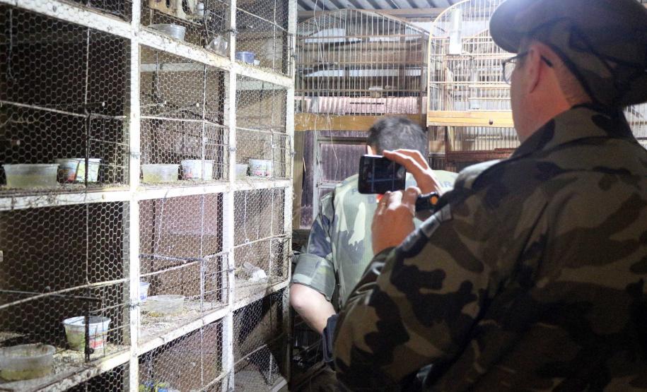 Curitiba, 23 de julho de 2019. BPAmb deflagra a Operação Curio Livre. Foto: Policiais do BPAmb indentificam alguns passarinhos encontrados numa das residências alvo da Operação Curio Livre.