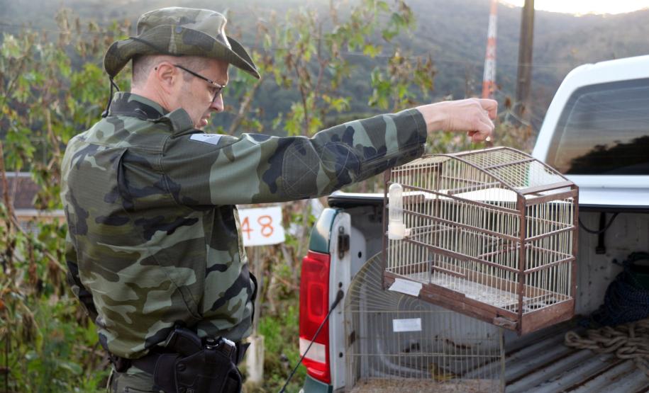 Curitiba, 23 de julho de 2019. BPAmb deflagra a Operação Curio Livre. Foto: Parte do material apreendido durante a Operação Curio Livre.