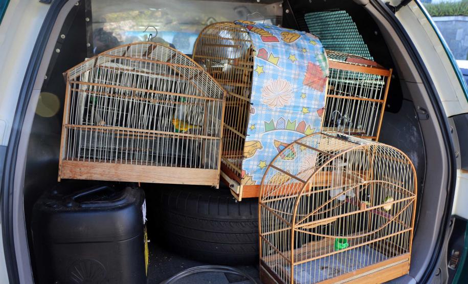 Curitiba, 23 de julho de 2019. BPAmb deflagra a Operação Curio Livre. Foto: Parte do material apreendido durante a Operação Curio Livre.