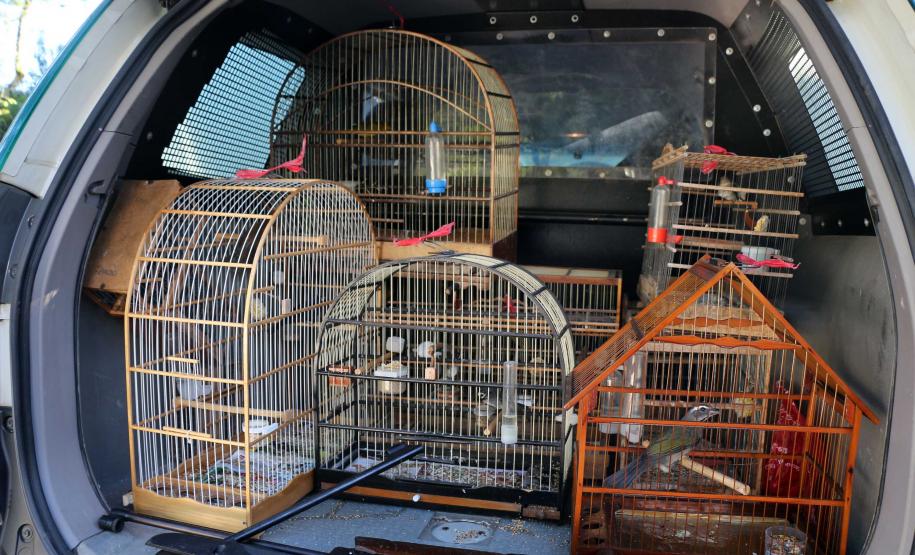 Curitiba, 23 de julho de 2019. BPAmb deflagra a Operação Curio Livre. Foto: Parte do material apreendido durante a Operação Curio Livre.