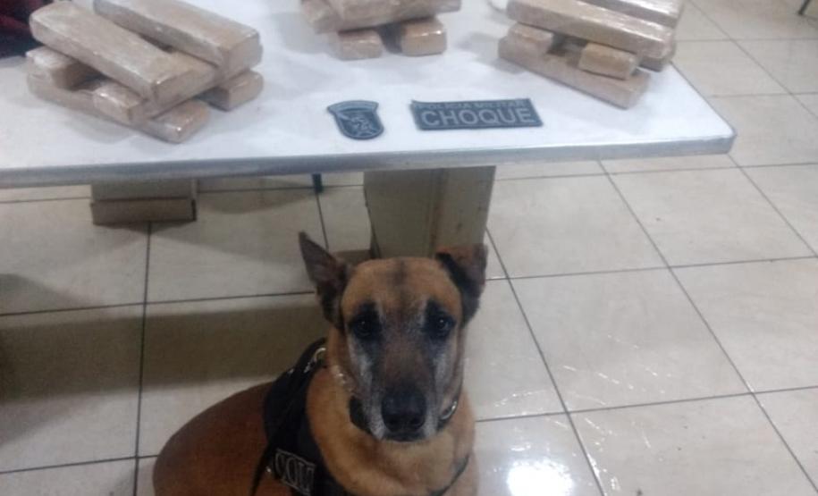 No Oeste do estado, mais de 20 quilos de maconha são apreendidos por policiais militares em situações distintas No Oeste do estado, mais de 20 quilos de maconha são apreendidos por policiais militares em situações distintas